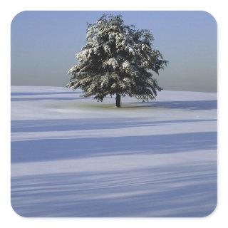 Tree in snow covered landscape square sticker