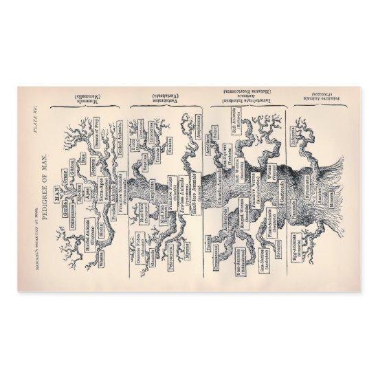 "Tree of Life" 1859 illustration by Ernst Haeckel Rectangular Sticker