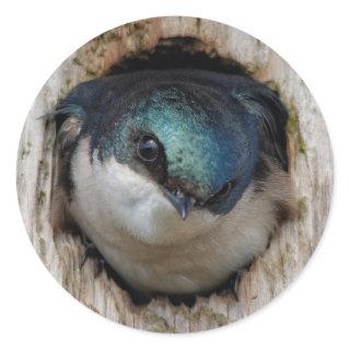 Tree Swallow Songbird in a Nestbox Classic Round Sticker