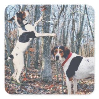 Treeing Walker Coonhound Hunting Stickers