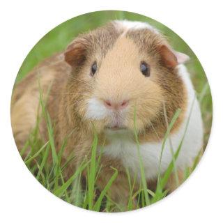 Tri Color Guinea Pig Classic Round Sticker