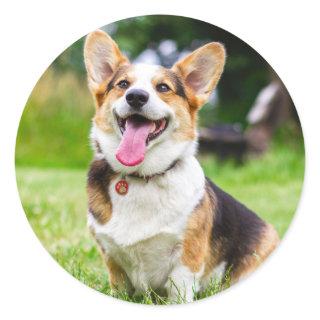 Tri Color Pembroke Welsh Corgi Puppy Dog Classic Round Sticker