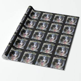Tri Colored Border Collie Dog