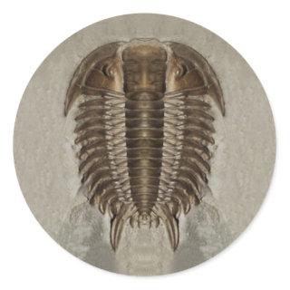 Trilobite Fossil Sticker