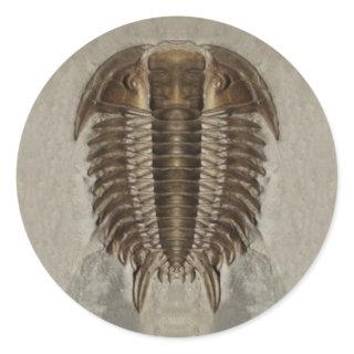 Trilobite Fossil Sticker