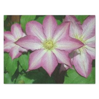 Trio of Clematis Pink and White Spring Vine Tissue Paper