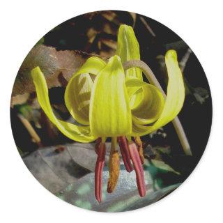Trout Lily #1 Stickers