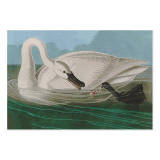 Trumpeter Swan Birds of America Audubon Print  Sheets
