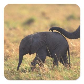 Trunk of elephant touching offspring , Kenya , Square Sticker