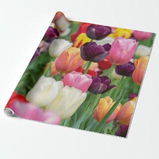 Tulip Spring Flowers Garden Floral Yellow Pink Red