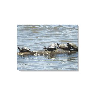 Turtles on a Log on the Mississippi River Photo   Canvas Print