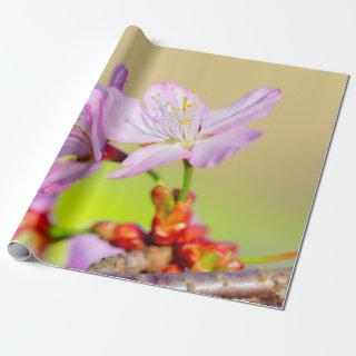 Two Brave Sakura Flowers And Colorful Background