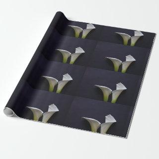 Two calla lilies on black