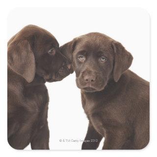 Two chocolate Labrador Retriever Puppies Square Sticker