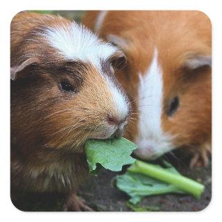 Two Cute Guinea Pigs Eating Greens Square Sticker