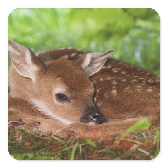 Two day old White-tailed Deer baby, Kentucky. Square Sticker