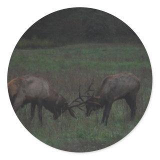 Two Elk  Bulls interlocked in Battle Classic Round Sticker