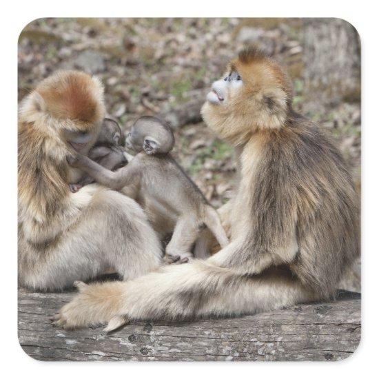 Two female Golden Monkeys with newborns Square Sticker