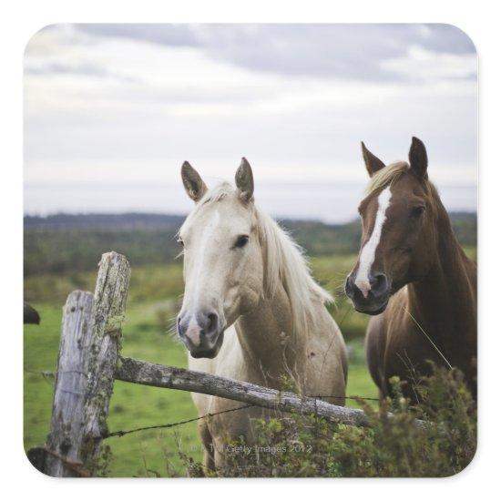 Two horses stand near fence in farm field of off square sticker