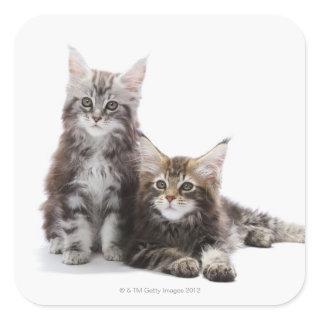Two kittens of Maine coon cat Square Sticker