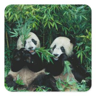 Two pandas eating bamboo together, Wolong Square Sticker