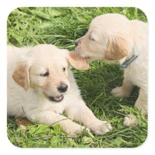 Two Playful Yellow Lab Puppies  Ceramic Ornament Square Sticker