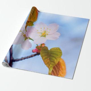 Two Sakura Flowers Of Pale Pink Color In Spring