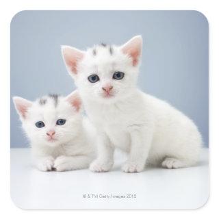 Two very young white kittens stare inquisitively square sticker