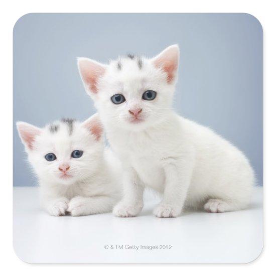 Two very young white kittens stare inquisitively square sticker