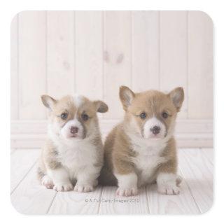 Two Welsh Corgi Sitting Square Sticker