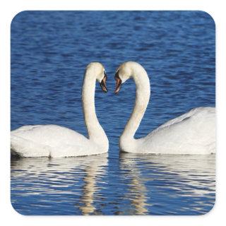 Two White Swans Form Heart Sign Square Sticker