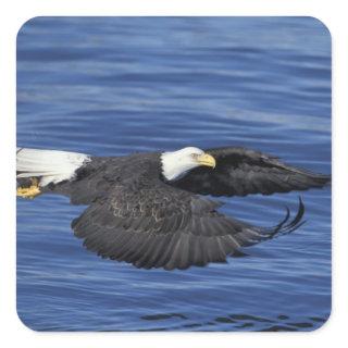 U.S.A., Alaska, Kenai Peninsula Bald eagle Square Sticker