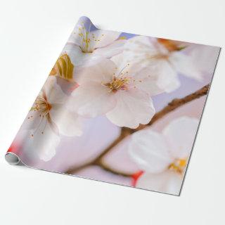 Unbelievable Beauty Of Sakura Flowers