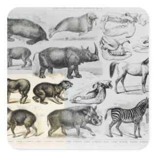 Ungulata or Hoofed Animals Square Sticker