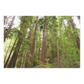 Up to Redwoods I at Muir Woods National Monument  Sheets