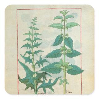 Urticaceae Square Sticker