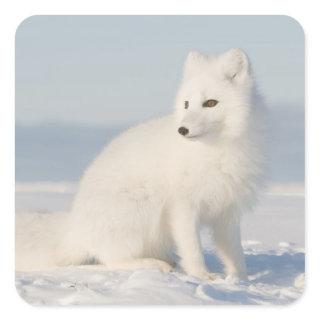 USA, Alaska, 1002 Coastal Plain of the Arctic 5 Square Sticker