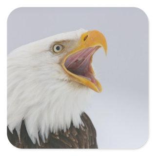 USA, Alaska, Homer. Bald eagle screaming. Credit Square Sticker