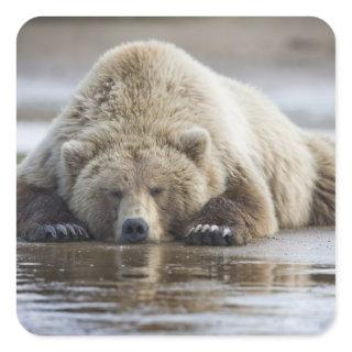 USA, Alaska, Katmai National Park, Brown Bear Square Sticker