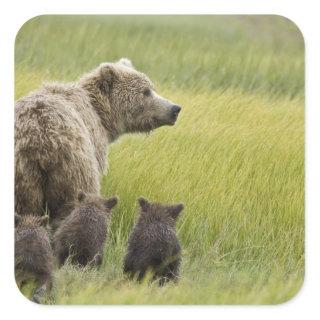 USA, Alaska, Lake Clark National Park. Grizzly Square Sticker