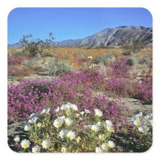 USA, California, Anza-Borrego DSP. Dune evening Square Sticker