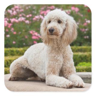 USA, California. Labradoodle Lying By Fountain Square Sticker