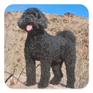 USA, California. Labradoodle Standing Square Sticker