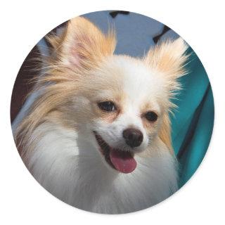 USA, California. Pomeranian Portrait Classic Round Sticker