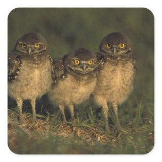 USA, Florida, Cape Coral. Three Burrowing Owls Square Sticker