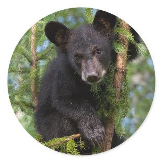 USA, Minnesota, Sandstone, Minnesota Wildlife 8 Classic Round Sticker