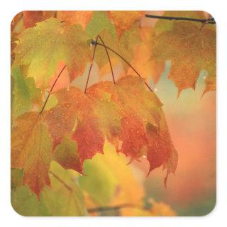 USA, Northeast, Maple Leaves in Rain. Credit as: Square Sticker