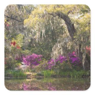 USA, South Carolina, Charleston. Cypress Trees 2 Square Sticker