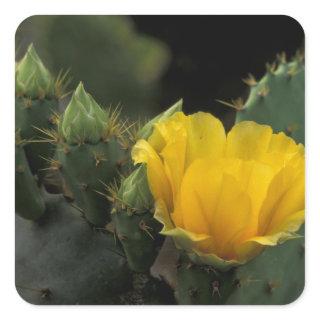 USA, Texas, Prickly Pear Cactus in bloom. Square Sticker