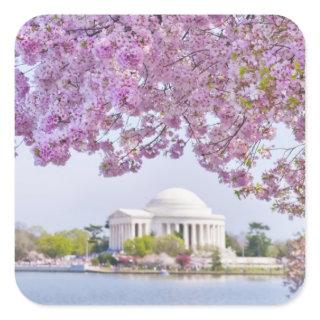 USA, Washington DC, Cherry tree in bloom Square Sticker